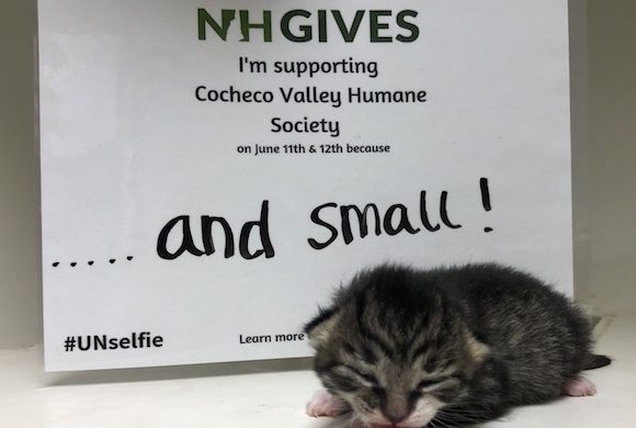 How You Can Help During NH Gives